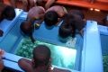 Tobago-2013b5